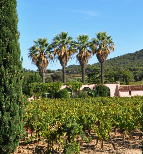 Vigne Le Pradet Hyeres clos cibonne