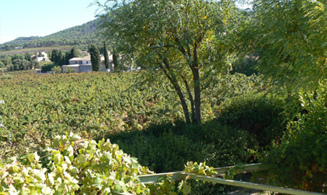 Location mas des vignes dans le Var - Le Pradet Clos Cibonne