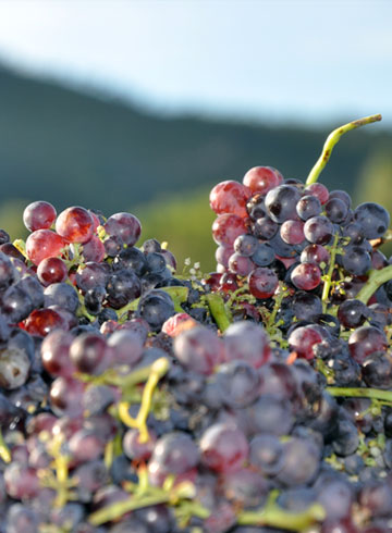 Grappe de raisin tibouren