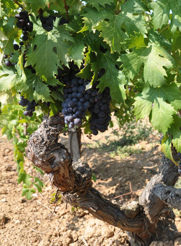 pied de vigne tibouren dans le var au Pradet