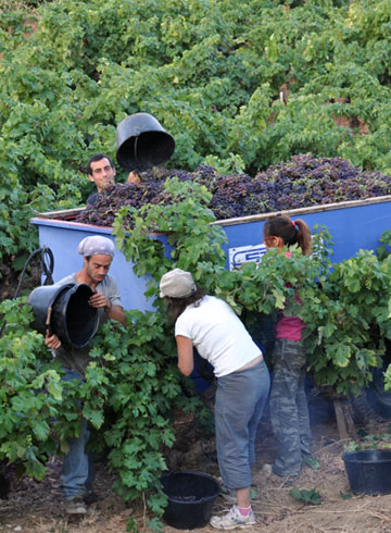 Vendanges manuelles côtes de provence