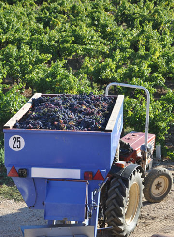 Vendanges manuelles clos cibonne pradet